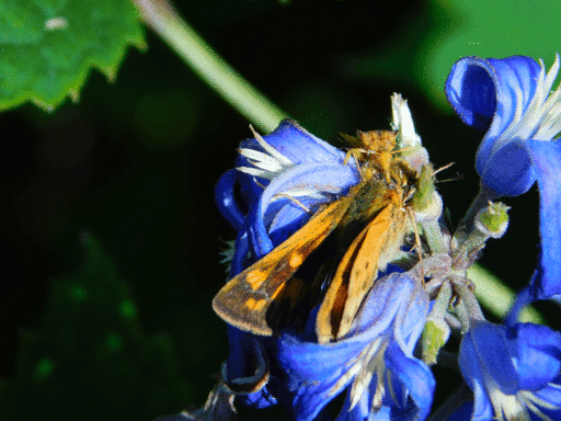 bluebells in bottom left quadrant of picture. large, dusty orange moth on the flower cluster, with its head/midsection seemingly being attacked by a weevil-looking insect of about the same color.