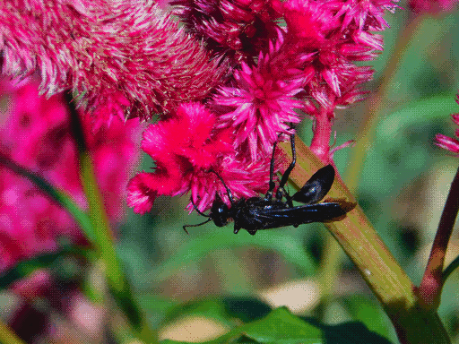 close up magenta celosia in top of frame extending from stem in bottom right. great black digger wasp in side profile perching on bottom of the flower.
