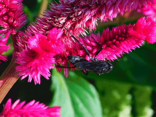 close up magenta celosia in top half of frame, extending from stem on the left. the black wasp is on the bottom, peering around to the other side.