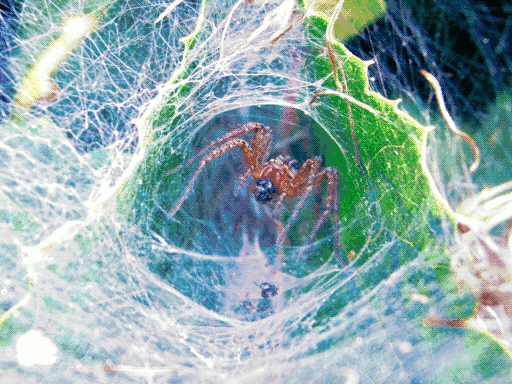 a tube of brightly lit spiderweb within some obscured leaves, spider in center munching on somethin