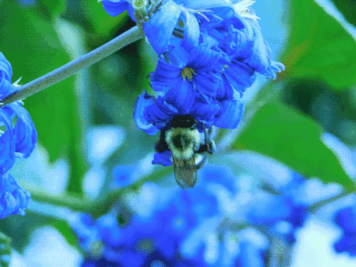 close up bluebells, stem extending from edge cluster on left to main cluster on top. bumblebee on bottom of top cluster