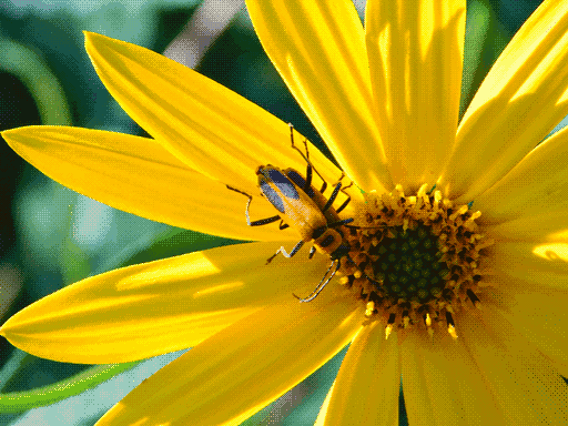 mating pair of yellow soldier beetles, close up sunflower (weird one with small center, or just a flower kinda like a sunflower) with center to bottom right