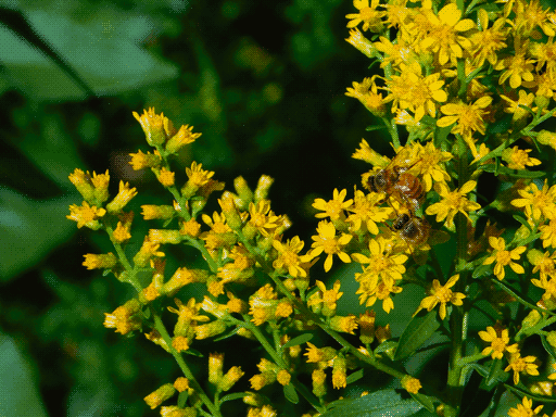 closeup goldenrod flower clusters extending from right of frame, two honeybees in left center.