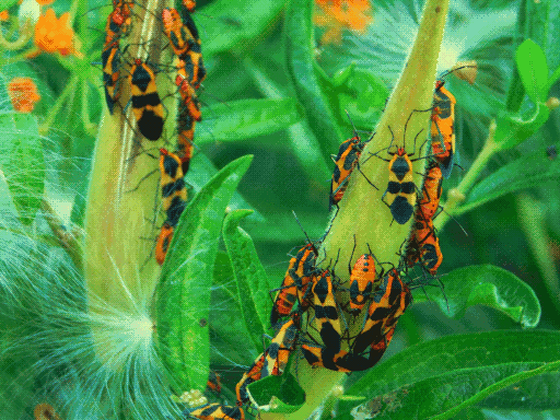 whole bunch of large milkweed bugs bugs clustering on two milkweed seed pods, three tufted milkweed seeds along fringes of picture