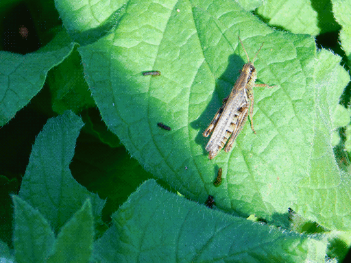 grasshopper in leaves highlighted by sun, surrounded by a few pieces of its dung