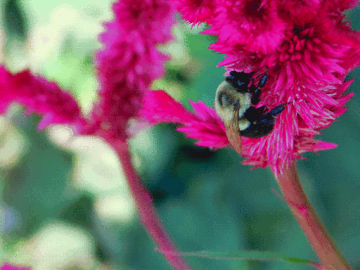 bumblebee on magenta celosia on right, another celosia in soft focus in background to left