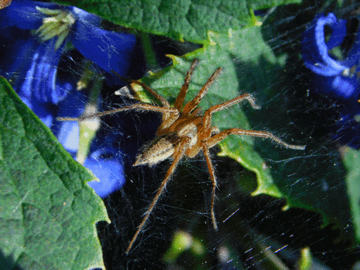 large, brown, haired spider seen from above perching on its barely-visible glistening web between leaves, bluebells at top of dark backdrop