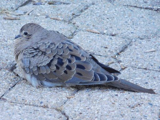 mourning dove in wind sittin around on tile pavement