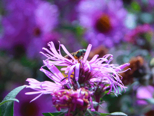 purple flower in soft focus, sweat bee with iridescent green head/thorax and yellow striped abdomen partly visible atop through petals.