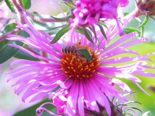 top view of sweat bee on flower, brighter lighting on petals