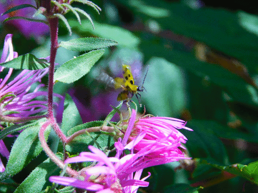 yellow with black spots insect taking flight from purple flower. probably cucumber beetle