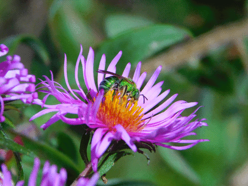 another sweat bee side profile, this bee all-iridescent green