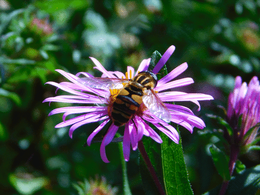 broad, hairless black and yellow striped hoverfly perching on flower