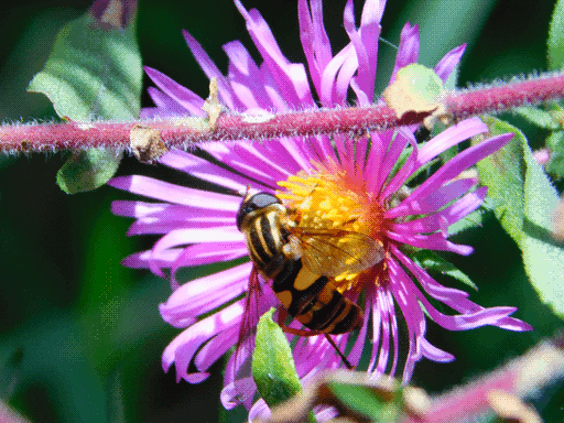 hoverfly on flower again, more direct top view with a stem crossing top third of image