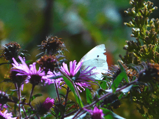 slightly damaged cabbage butterfly among flowers in soft focus