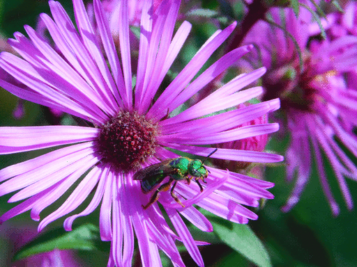 another all-green sweat bee on another flower, standing on petals rather than flower center (which is smaller and mahogany on this one)