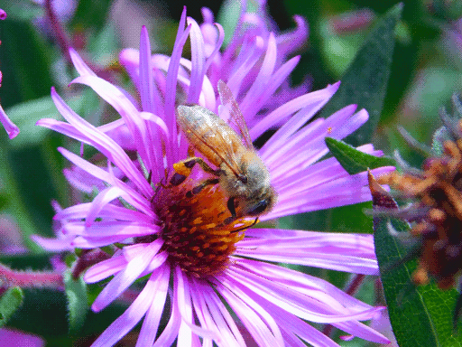 very crisply focused honeybee on flower