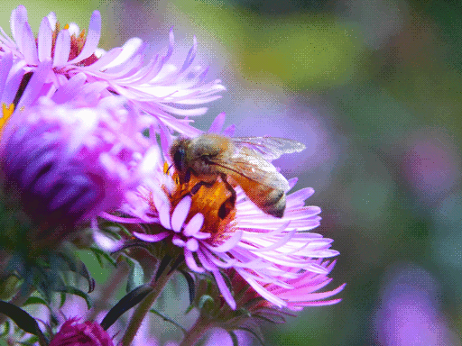 somewhat less crisp honeybee on flower, this time more Aesthetic with elements pushed to left of frame, an unopened flower in blurred forefround. also i just found out the flowers were asters. cool.