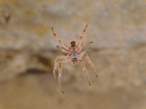 beige-orange spider with beefy legs and black spots hanging on web