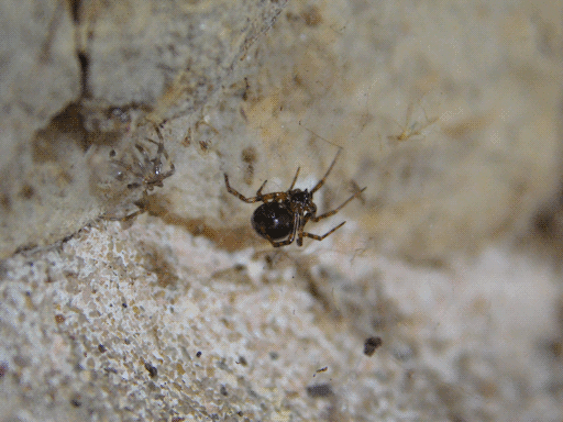 black plump-looky spider with brown stripes on its legs, a dead piece of spider exoskeleton on the stone to its left.