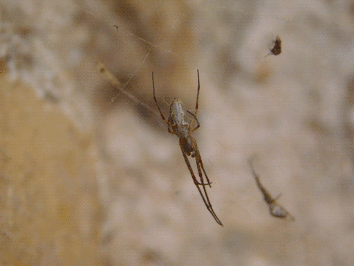 slim grey spider with brown legs in its web surrounded by two arthropod pieces (one another spider of its species?)