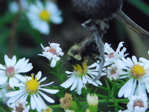 bumblebee in profile drinking from one white flower out of several, with cone out of focus in foreground (i think asters again.)