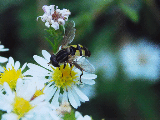 hoverfly again but more Aesthetic (messy) with composition unbalanced to lest