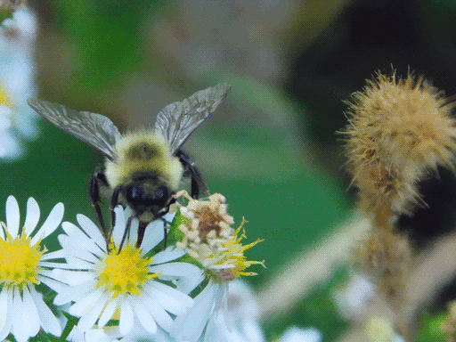 bumblebee in left of frame, front view, proboscis visible as it drinks from flower