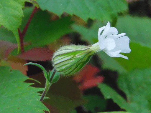 mostly unopened flower, with a bulb shape ending in short white petals, frameed by a gap in the background leaves