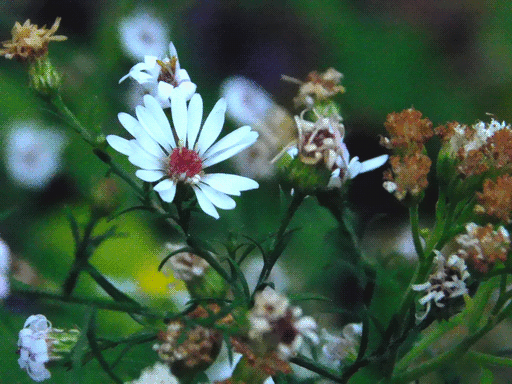 one of the asters with a red center in top left, around it dying flowers, mostly brown stubs