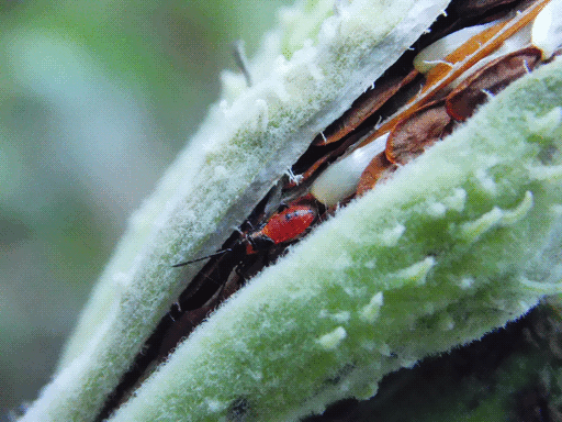 immature large milkweed bug in seam of opening milkweed pod atop seeds and fluff