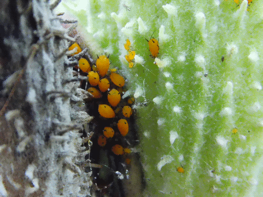 in tight gap between a green milkweed pod and an old grey one, a group of deep yellow aphids