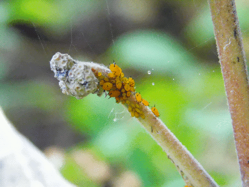 end of a milkweed stem hub for another group of yellow aphids. some spiderwebs, a few strands dewy, extending from stem.