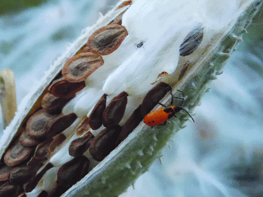 immature large milkweed bug, older than last, alongside seam of further-opened milkweed pod
