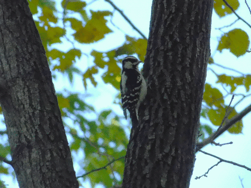 woodpecker perching somewhat above crook of tree. darn bird wouldn't stop moving so only got two usable pictures.