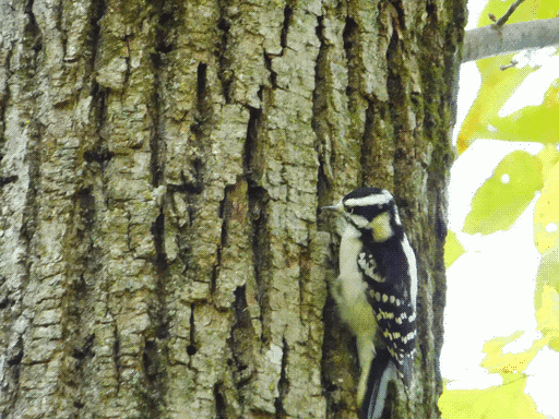 somewhat blurry woodpecker on side of tree at bottom right. can be seen to look exactly like a downy woodpecker but with a yellow belly and side of throat. can someone who can bird please help?