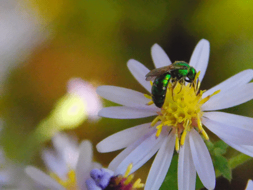 white aster flower at right dominating frame, all-green sweat bee perching on it