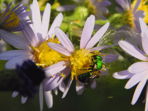 two flowers horizontal, left and center of frame, sweat bee on center flower