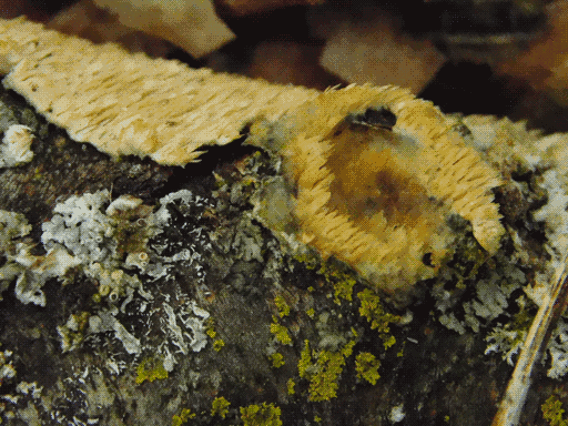 a log, the top coated by some pale beige fungus looking like a field of rice grains. there is a large connected ring of the same fungus, more orangish, at right. the remainder of the log has patches of small, leafy yellow-green lichen and larger pale branching lichen with a few ringlike fruiting bodies