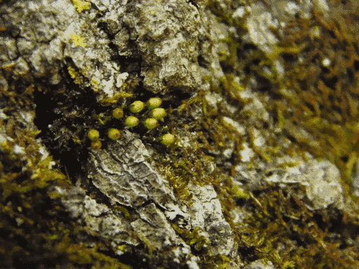 close up of tree bark, stringy moss scattered around and a cluster of short bulbous spore heads peeking out from a cleft at left