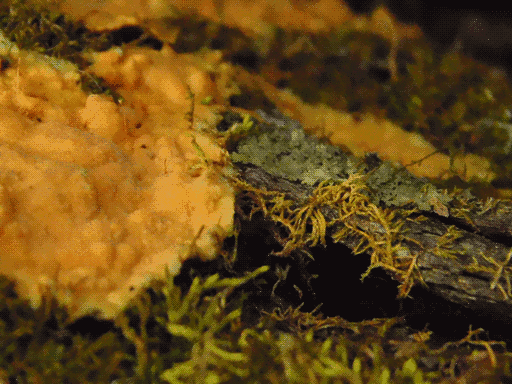 some soft-looking dull orange fungus to left and behind, some stringy mosses, and in the right-center of the frame some dull leafy lichen