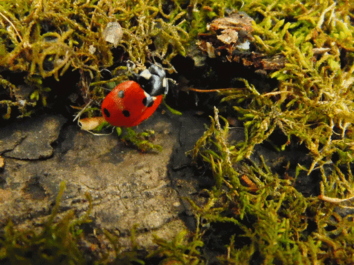 ladybug climbing about on the boundary between stringy moss and bare log