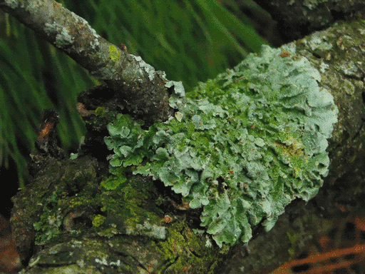 a very large, dull aqua leafy lichen on a pine bough, wrapping around a smaller branch protruding up. algae is growing in the folds of the lichen. needles in background to top