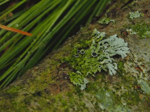 a tubular-looking, dull aqua lichen. is center contains some ringlike structures with black centers (fruiting bodies). its right fringe is new and clean and its left, base area has algae. needles in background to top left
