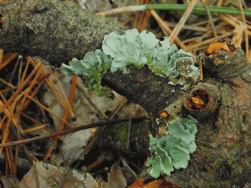 an interrupted ring of dull aqua large leafy lichen in the crook of a bough
