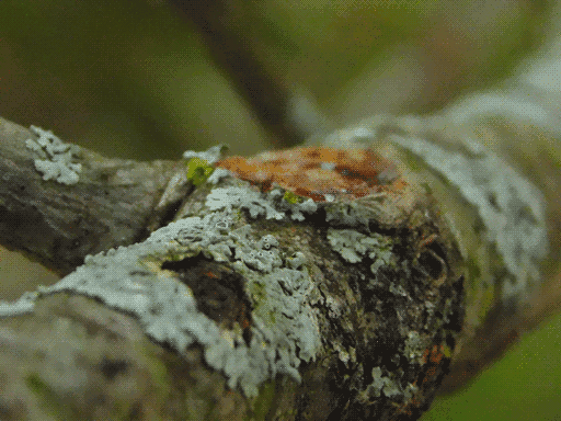 narrow depth-of-field picure of some more tubular dull aqua lichen, with a few smaller fruiting bodies, looking square over the top of a branch