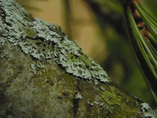a larger patch of the tubular lichen seen from the side on a sloping branch. near bottom right is a much smaller, green disc of branching lichen. to the right is a closed cluster of needles