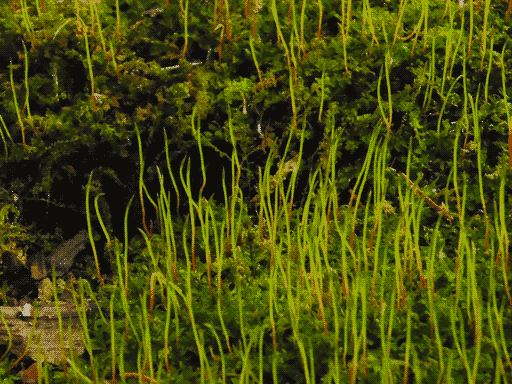 a forest of vibrant green spore stalks rising from a moss carpet, gently pointed tips, red-brown bases