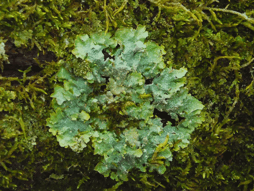 a dull aqua large leafy lichen, speckled with white dots, nestled in a moss carpet