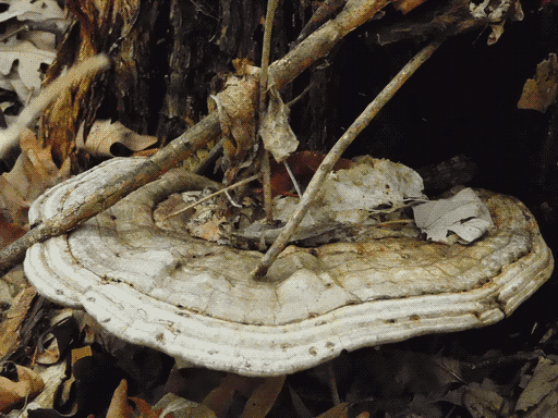 a broad, pale shelf fungus near the forest floor supporting a few sticks atop it
